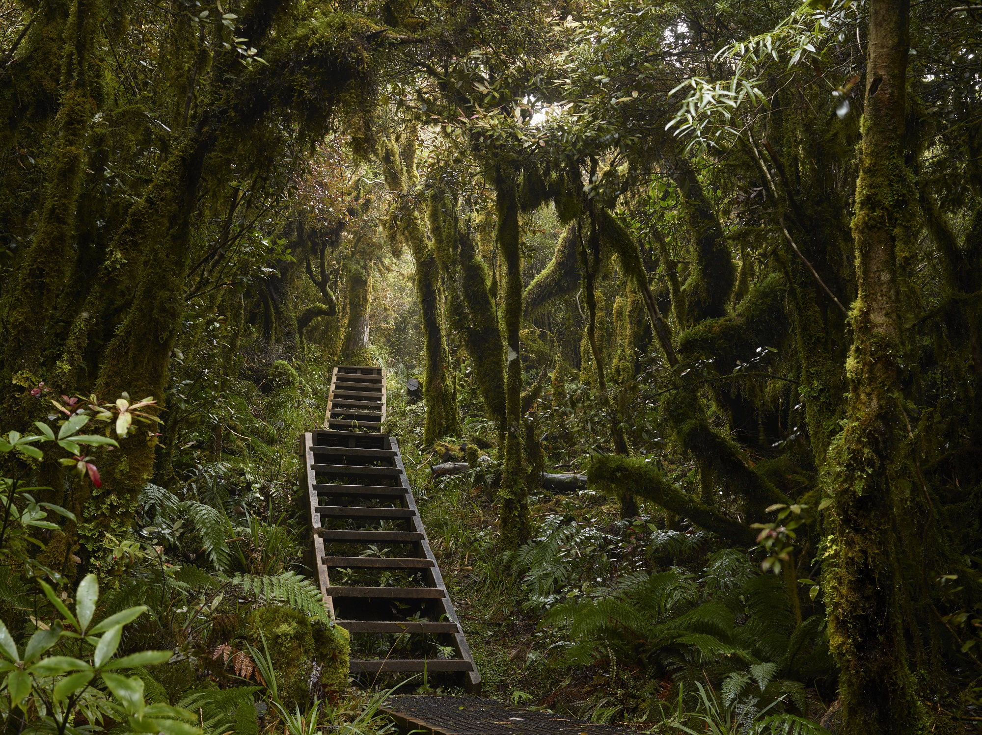 Rimu Walk Walks & Hikes around Taupo Taupo Official site