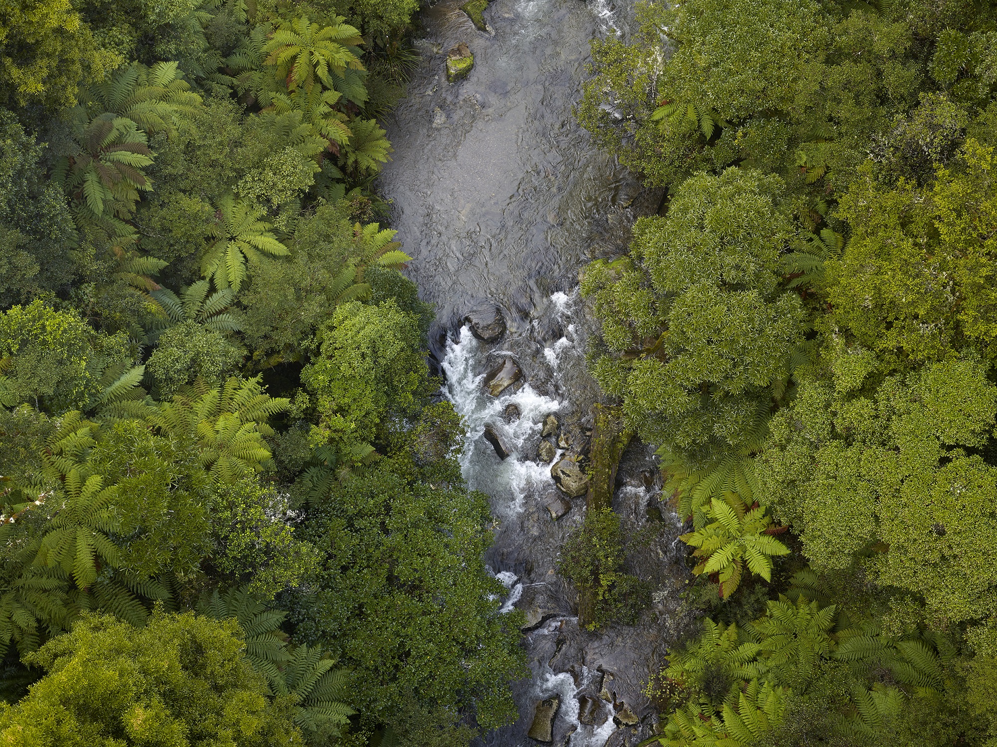 Rimu Walk Walking trails in Taupo, New Zealand Love Taupo Love Taupo