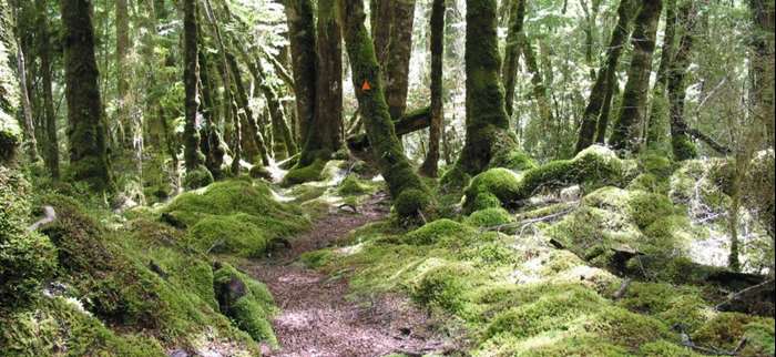 Tokatu Loop Track Dog Friendly Walking Tracks In Taupō | Taupo Official Website