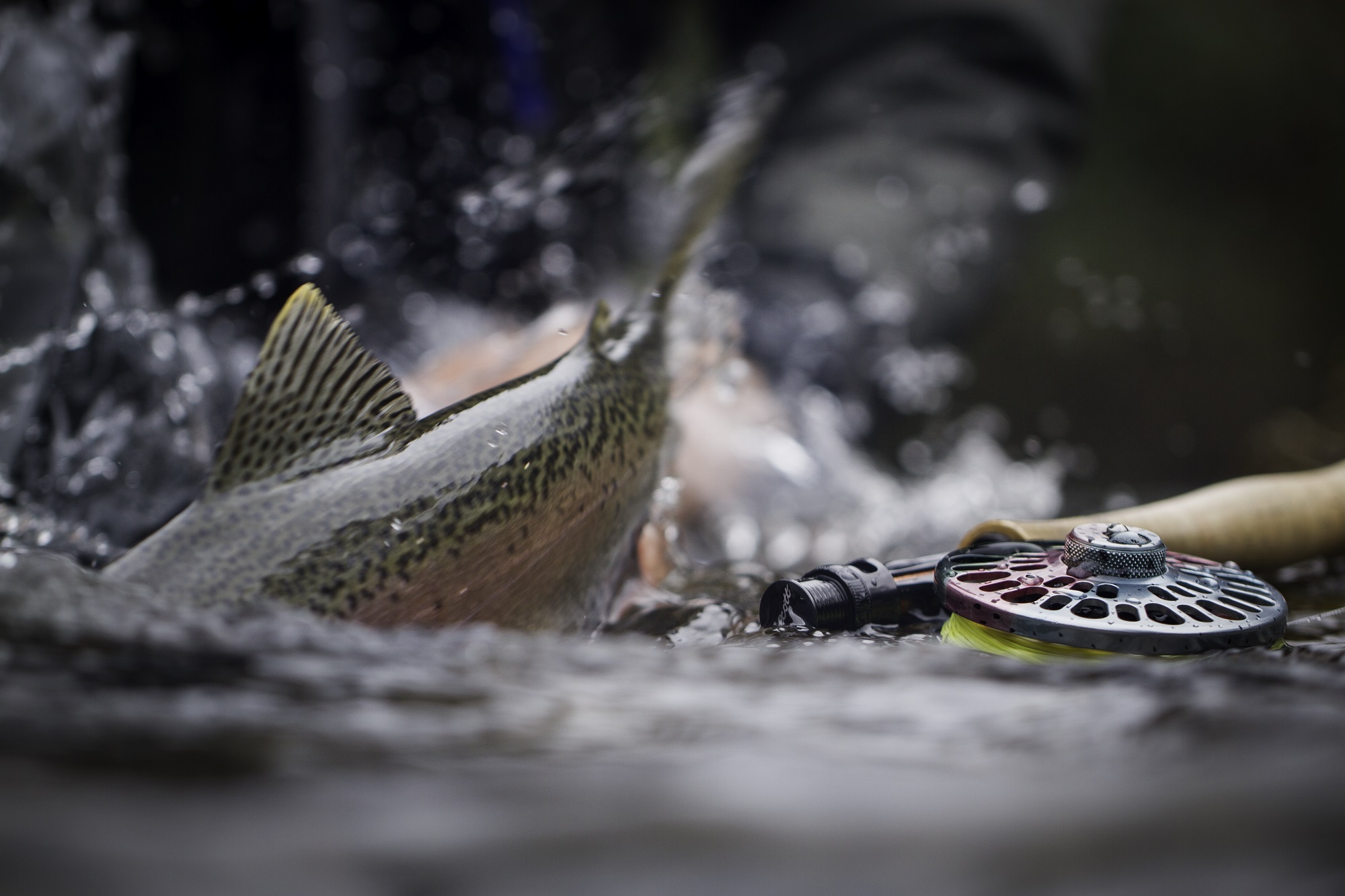 Trout Fishing Taupō Fly Fishing & Fishing Charters Taupo Official