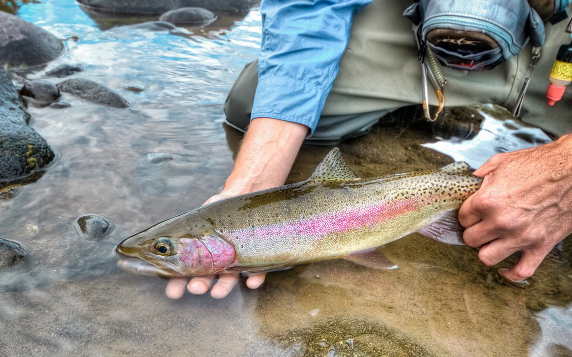 Lake Taupo Fishing Licence Taupo Trout Fishing Licence Taupo