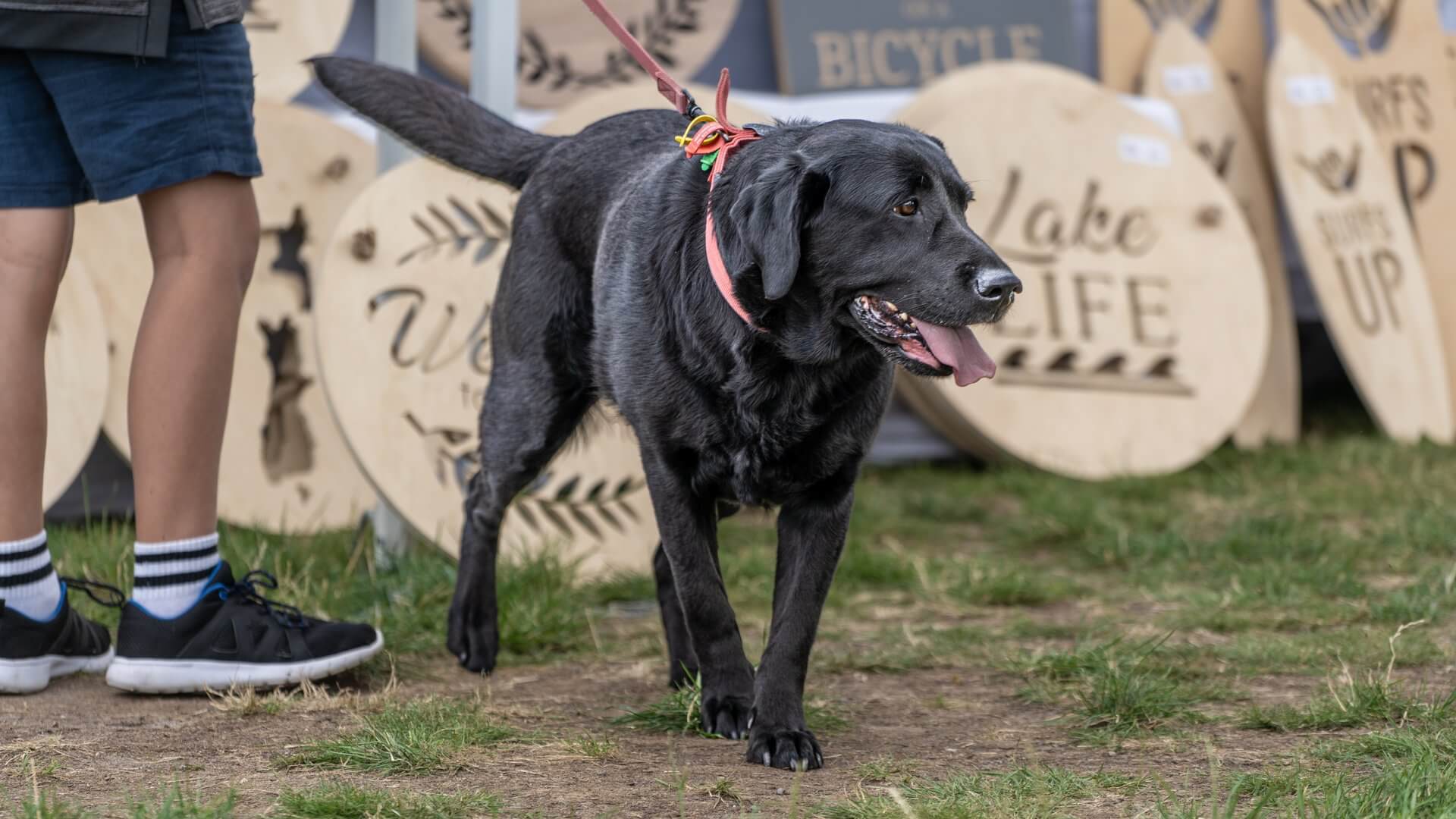 Market Central Taupo Dog