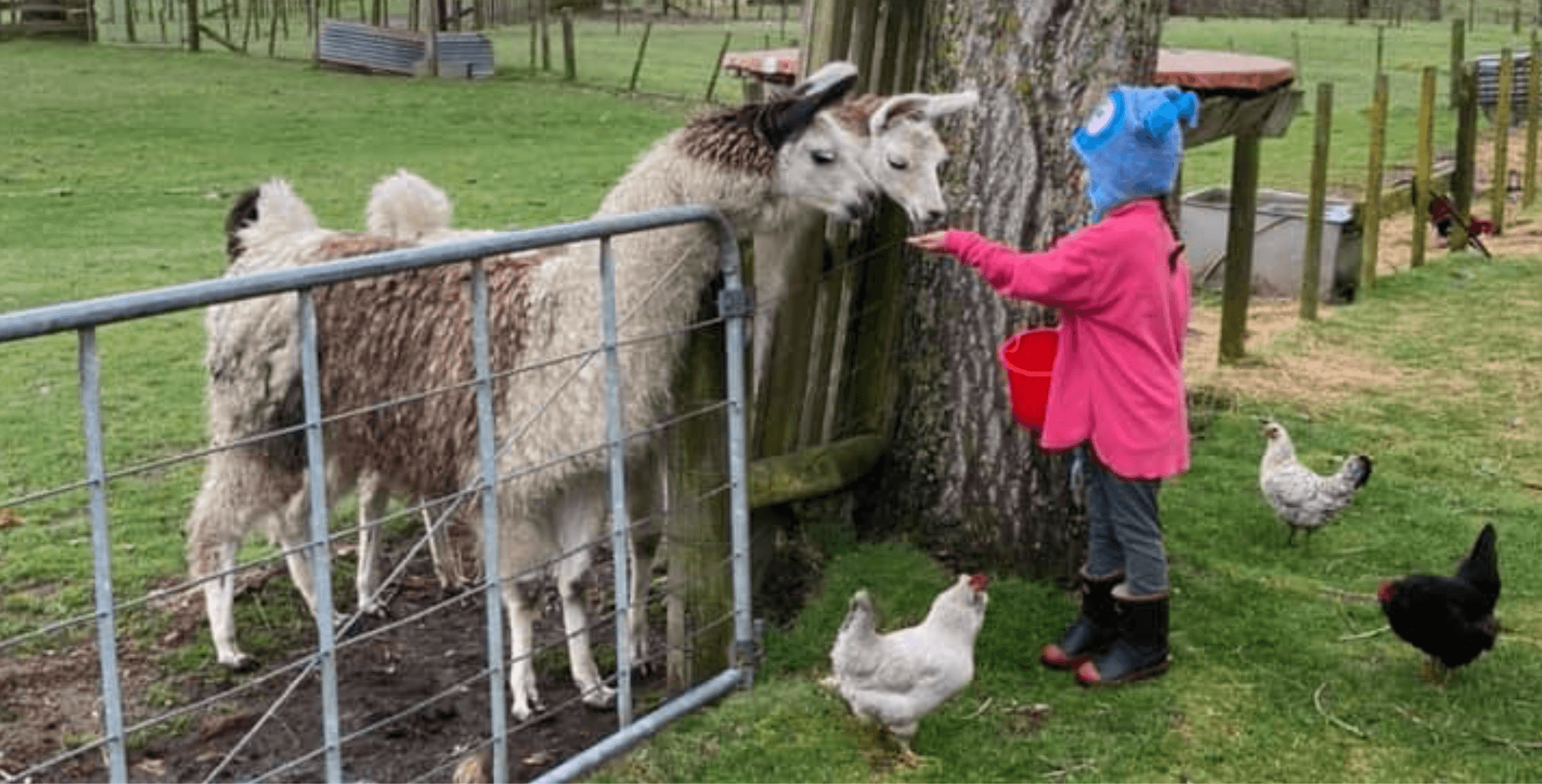 Lilliput Farm - Kid feeding llamas