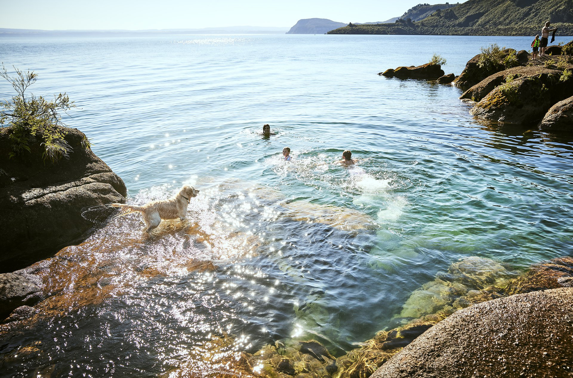 Dog Friendly Taupō New Zealand's Friendliest Dog Region Taupo