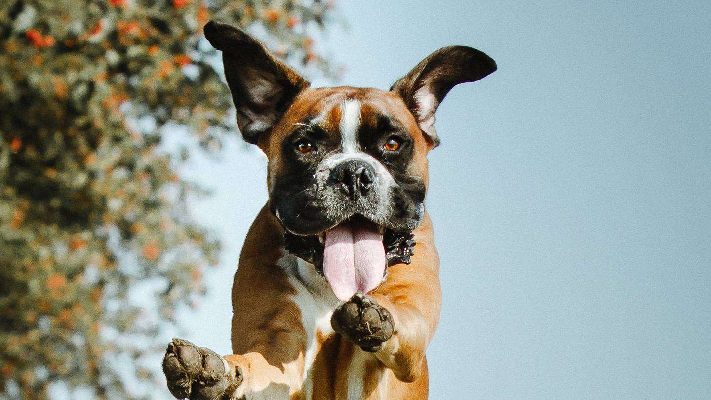 Dog Friendly Taupō New Zealand's Friendliest Dog Region Taupo